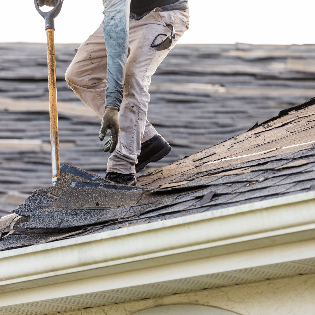 Moss Removal, Roof Cleaning